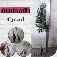 1 หัว ต้นปรงป่า หรือ Cycad ปลูกประดับบ้านใบมีขนาดเล็กคล้ายกับใบของปาล์ม  จัดส่งคละขนาดแบบห่อตุ้ม