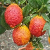 20 เมล็ดพันธุ์ เมล็ด มะนาวแดง ผลสีแดง Red Lemon Tree Seeds Organic Fruit Seeds Bonsai Blood Orange Seeds อัตราการงอก 80-85%