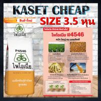 เมล็ดพันธุ์ข้าวโพดลูกผสม ไพโอเนีย P4546  P4466 และ 4567  ขนาด 3.5 หุน บรรจุ 10 kg. ข้าวโพด ผัก เมล็ดพันธุ์พืช สินค้าใหม่ล่าสุด ปี 2566