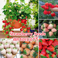 เมล็ดพันธุ์ สตรอเบอร์รี่ Sweet Strawberry Seeds Fruit Seeds บรรจุ 1000 เมล็ด เมล็ดสตอเบอรี่ พันธุ์ไม้ผล ต้นสตอเบอรี่ สตอเบอรี่สด ต้นผลไม้ บอนไซ เมล็ดผัก