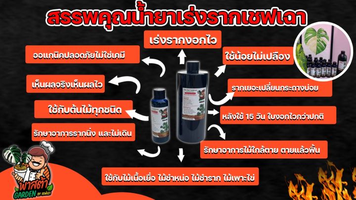 chaoroot-น้ำยาเร่งราก-chao-root-tranformed-ออกานิค100-น้ำยาบำรุงราก-น้ำยาเร่งรากเชฟเฉา-เร่งรากไม้ด่าง-น้ำยาระเบิดราก-เร่งรากต้นไม้