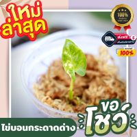 ( PRO+++ ) โปรแน่น.. ไข่บอนกระดาดด่าง รับประกันด่าง ไซส์ใหญ่ ไม่ต้องลุ้นด่าง เพราะแทงยอดด่างแล้ว ลุ้นลายฮาฟ ลานวากิวอย่างเดียว ไข่บอนกระดาษ ราคาสุดคุ้ม พรรณ ไม้ น้ำ พรรณ ไม้ ทุก ชนิด พรรณ ไม้ น้ำ สวยงาม พรรณ ไม้ มงคล