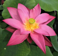 5 เมล็ดพันธุ์ บัว สายพันธุ์ HEARTTHROB LOTUS สีชมพู เพาะปลูกและเก็บเมล็ดในไทย ขยายพันธุ์ในไทยได้ สายพันธุ์นิยมปลูกที่สุดในโลก