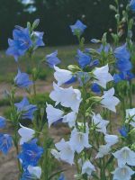 เมล็ดพันธุ์ Seeds Bonsai Campanula persicifolia peach bellflower 200 เมล็ด เมล็ดพันธุ์ Seeds Bonsaiนำเข้าจาก อังกฤษ