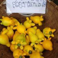 เมล็ดมะเขือการ์ตูน หรือมะเขือนมแพะ(มะเขืออินโด)มีชื่อวิทย์ว่า Solanum mammosum และชื่ออื่นๆ ที่น่ารักเช่น