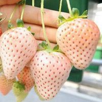 เมล็ดพันธุ์ Garden Seeds Strawberry สายพันธุ์ Pineberry 50 เมล็ดพันธุ์นำเข้าจาก ยุโรป อัตราการงอก 90 % ส่งพร้อมคู่มือการปลูก