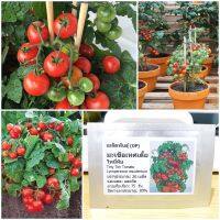 เมล็ดพันธุ์ มะเขือเทศเตี้ย ไทนี่ทิม (Tiny Tim Tomato Seed) 20 เมล็ด คุณภาพดี ราคาถูก ของแท้