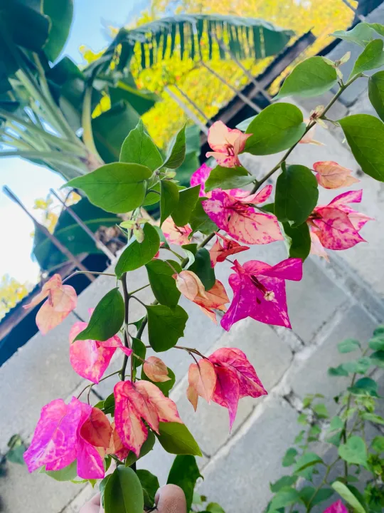 Bougainvillea: Arjuna (small rooted) | Lazada PH