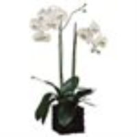 31 "Phalaenopsis Orchid Plant ในภาชนะโพลีเรซิน