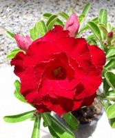 12 เมล็ด เมล็ดพันธุ์ ชวนชม สายพันธุ์ไต้หวัน ดอกสีแดง Adenium seed กุหลาบทะเลทราย Desert Rose ราชินีบอนไซ เปอร์เซ็นต์การงอก 80-90%