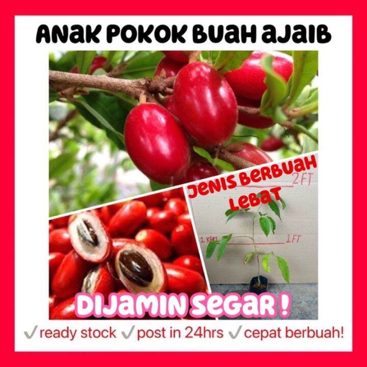 Rina • anak pokok ajaib • miracle berry fruit sapling fruits cepat ...