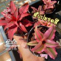 (ส่งไว)ต้นสับปะรดสีแดง สีชมพู (Cryptanthus bivittatus red/pink star ) ต้นไม้ฟอกอากาศ ต้นไม้ ตกแต่งห้อง จิ๋ว(ต้นไม้ส่งทั้งกระถาง)