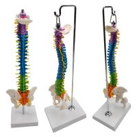 Colored skeleton Spine Model Includes Stand Anatomical Study Model for Teaching Supplies Biology Class School Study