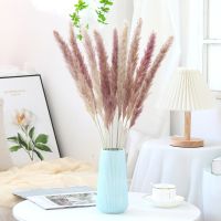 Natural Dried Pampas Grass Decor Fluffy Plume White Black Small Reed Lagurus For Wedding Home Room Decoration Rabbit Tail Flower