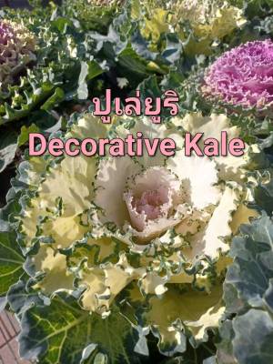 ปูเล่ยูริญี่ปุ่นสีขาว  ปูเล่  เมล็ดพันธุ์ปูเล่ยูริญี่ปุ่นสีขาว  Pule Yuri - Decorative Kale Seeds  บรรจุ 5 เมล็ด ราคาถูก ปลูกง่าย