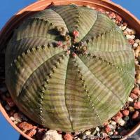 โปรโมชั่น แคคตัส : ยูโฟเบีย โอเบซ่า euphorbia obesa ไซส์ใหญ่ 5 เซน ราคาถูก  แคคตัส กระบองเพรช ตะบองเพรช ไม้จิ๋ว ไม้ตั้งโต๊ะทำงาน ไม้ประดับ ไม้มงคล ไม้ดอก