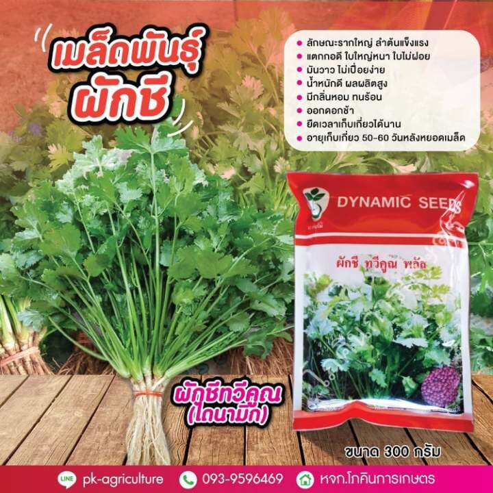 เมล็ดพันธุ์ผักชี-ผักชีทวีคูณ-ยกลัง-50-ห่อ-ขนาด-300-กรัม