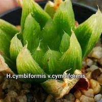 H.cymbiformis v.cymbiformis รหัส A102