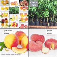 (1ต้น)มี14พันธุ์ให้เลือก (vาย ต้นพันธุ์) ต้น ต้นพีช พีช ต้นลูกพีช ลูกพีช peach peacher / พิสุทธิ์