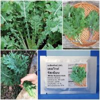 เมล็ดพันธุ์ เคลไวท์รัสเซียน White Russian Kale Seed 300 เมล็ด คุณภาพดี ราคาถูก ของแท้