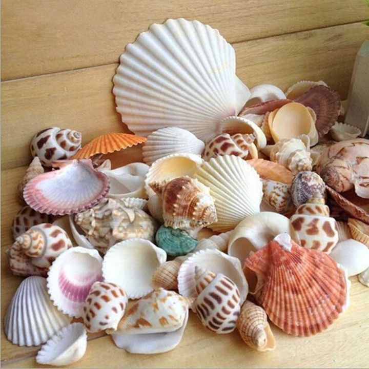 bokali-100gผสมbeach-shells-aquariumตู้ปลาตกแต่งdiyจำนวนมากเปลือกหอย