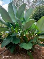 ต้นคล้าซิการ์ (ถอนตัดใบล้างราก) Calathea (Aublet) G. Meyer คล้าซิการ์