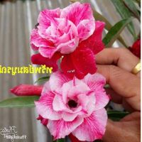 10 เมล็ด เมล็ดพันธุ์ ชวนชม สายพันธุ์ไต้หวัน ดอกสีชมพู Adenium Seed กุหลาบทะเลทราย Desert Rose ราชินีบอนไซ อัตราการงอก 80-90% มีคู่มือปลูก