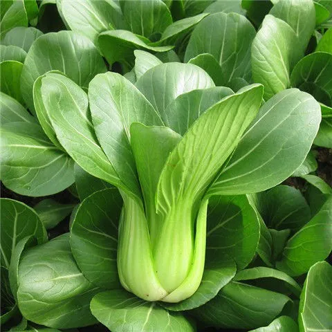 GREEN PAKCHOI VEGETABLE SEEDS (1000seeds) - Pakchoy /Shanghai Green ...