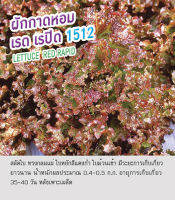 เมล็ดผักกาดหอม ผักสลัด เรด เรปิด 1512 สลัดใบ ทรงกลมแผ่ ใบหยัก สีแดงก่ำ ใบม้วนเข้า มีระยะการเก็บเกี่ยวยาวนาน