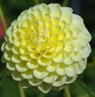 1 ราก/ออเดอร์ รักเร่ Dahlia Bulb สายพันธุ์ Jowey Martina หัวรักเร่ ดอกไม้ หัวหน่อ เหง้า นำเข้า เนเธอร์แลน หัวสดใหม่