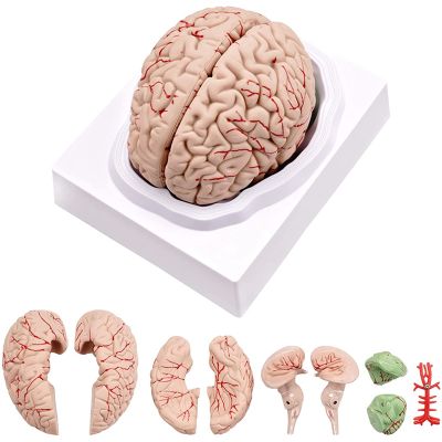 Human Brain Model,Life Size Human Brain Anatomy Model with Display Base, for Science Classroom Study &amp; Teaching Display