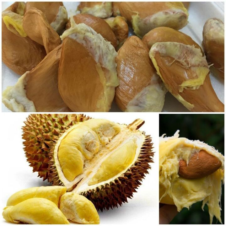 Pure organic Ceylon durian seed Durio Zibethinus germinates in Sri ...