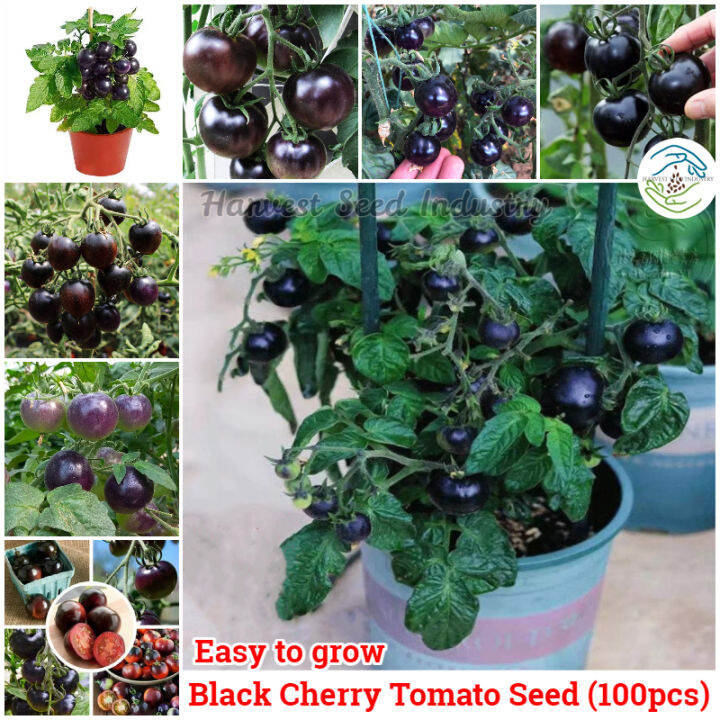 [Fast Germination] 100pcs Black Cherry Tomato Seeds for Planting Fruits