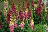 Plant Seeds เมล็ดพันธุ์ ดอกฟ๊อกเลิฟ ดิจิทาลิส digitalis purpurea foxglove excelsior 1000 เมล็ด Plant Seeds เมล็ดพันธุ์นำเข้าจาก อังกฤษ