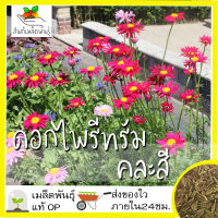 เมล็ดพันธุ์ ไพรีทรัม คละสี ดอกไม้ไล่แมลง 50 เมล็ด Mixed Pyrethrum เมล็ดพันธุ์แท้ นำเข้าจากต่างประเทศ ปลูกผัก สวนครัว