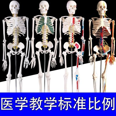 Medicine the human body skeleton model adult white skeleton skeleton 45-170 cm model teaching vertebral body stents