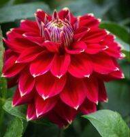 1 หัว /ชุุด เหง้า ต้นรักเร่ Dahlia Bulb สายพันธุ์ dazzle and delight สีแดง หัวรักเร่ ดอกไม้ ดอกรักเร่ รักแรกพบ เฟิร์สเลิฟ ดอกไม้นำเข้า พร้อมให้ดอก