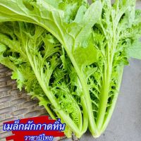 ผักกาดวาซาบิ?ถูกที่สุด10บ.?เมล็ดพันธุ์ผักกาดวาซาบิ300 เมล็ด?งอกง่าย?รสชาติเหมือนวาซาบิ