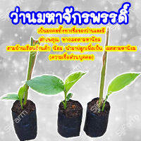 1 ต้น ว่านมหาจักรพรรดิ์ ว่านตระกลูขมิ้นจะขยายพันธุ์ด้วยหัว มีประกันระหว่างขนส่ง สินค้าพร้อมจัดส่ง