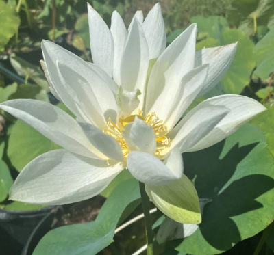 5 เมล็ด บัวนอก บัวนำเข้า บัวสายพันธุ์ perfect white Lotus สีขาว สวยงาม ปลูกในสภาพอากาศประเทศไทยได้ ขยายพันธุ์ง่าย เมล็ดสด