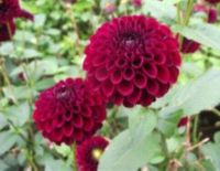 1 หัว/ออเดอร์ รักเร่ Dahlia Bulbs สายพันธุ์ Ferncliff Ebony หัวรักเร่ ดอกไม้ หัวหน่อ เหง้า นำเข้า เนเธอร์แลน หัวสดใหม่