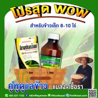 คู่หูรักษาเชื้อรา แมลง ข้าวเล็ก 8-10 ไร่ ป้องกันและกำจัดโรคใบจุดสีม่วง ใบไหม้ เมล็ดด่าง เพลี้ยไฟ หนอน คูลเกษตร KK292