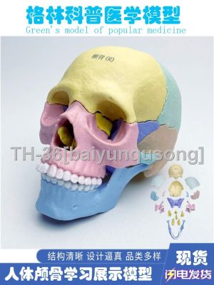 ☈﹍▣ Medical parts can be split discharge 1:2 human body color head skull head skull skull model