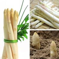 10 เมล็ด.พันธุ์ Seeds หน่อไม้ฝรั่ง White Asparagus Seeds มีคู่มือพร้อมปลูก อัตรางอก 80-85%