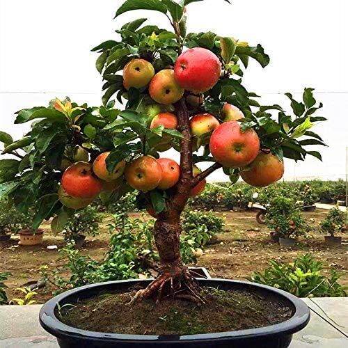 50 Seeds (buy 2 get 1 free) Rare Dwarf Apple Tree Sweet Fruit Planted