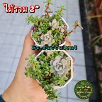 ไม้อวบน้ำ รวม กระถาง 2 นิ้ว ไม้รวม แคคตัส Succulent กุหลาบเงิน แพรทับทิม เศรษฐีพันล้าน คาลันโชทูบิฟอร่า ไม้ฟอกอากาศ ไม้จิ๋ว