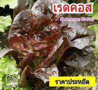 เมล็ดคอสแดง Red Cos เรดคอส AAAเมล็ดผักสลัด เมล็ดพันธุ์ อัตราการงอกสูง พืชผักสวนครัว พร้อมคำแนะนำการเพาะเมล็ด