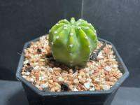 อิชินอปเลม่อน (echinopsis) ขนาด 2-3 เซนติเมตร