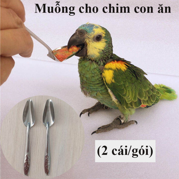Vẹt Lovebird – Cách nuôi, nguồn gốc và đặc điểm