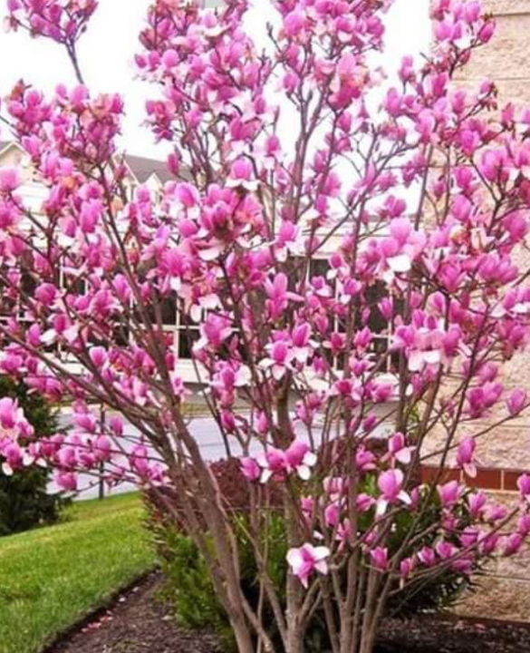 ต้น-แมกโนเลีย-magnolia-ดอกสีม่วง-สูง-80-100-ซ-ม-ต้นไม้นำเข้า